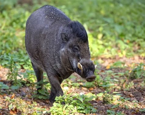 Visayan Warty Pig - Facts, Diet, Habitat & Pictures on Animalia.bio