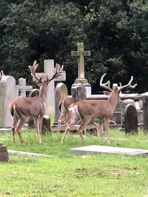 VA Cemetery Bucks - Trailcam Pictures - NJ Woods & Water