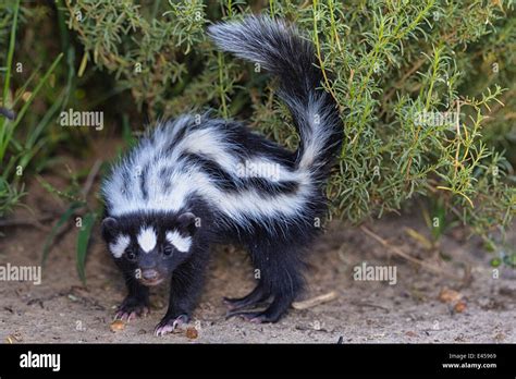 Striped polecat (Ictonyx striatus Stock Photo - Alamy