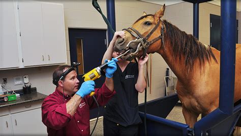 Equine Health Care, Equine Wellness Care | Petersburg Veterinary Clinic, Petersburg IL