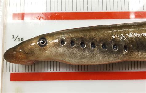 Tracking Arctic lampreys, the Yukon River's elusive 'eels' | Community Features | newsminer.com