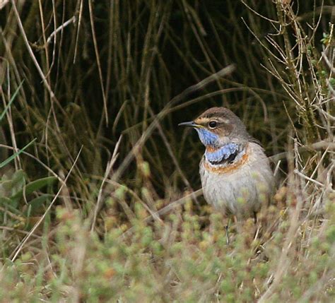 Norfolk Coast with the National Trust: 6th of May: Bluethroat