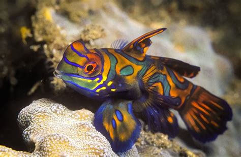 The Mandarin Goby: An Overview | Captive Bred Fish | AlgaeBarn