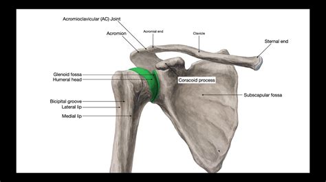 What Stabilizes the Glenohumeral Joint? [Part 1] - YouTube