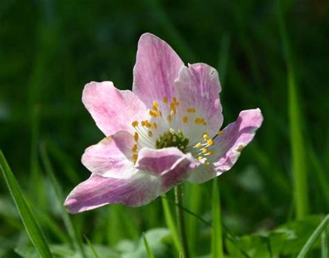 Anemone nemorosa, Wood Anemone: identification, distribution, habitat