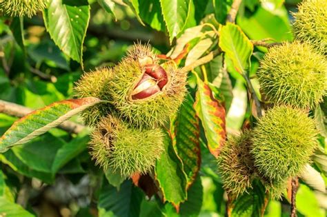 Chinese Chestnuts Can Make a Valuable Addition for Iowans | News