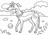 Greyhound Coloring Page  Free Printable Pages sketch template