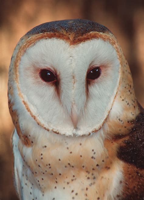 Owls – Florida’s Remarkable Nocturnal Birds of Prey » UF/IFAS Franklin County Extension