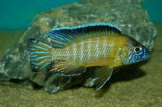 The Aulonocara stuartgranti (Usisya) or Flavescent Peacock Cichlid is a highly sought after ...