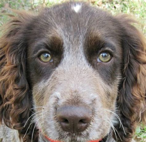 8 German Shorthaired Pointer Mix Breeds – The Popular and Adorable ...