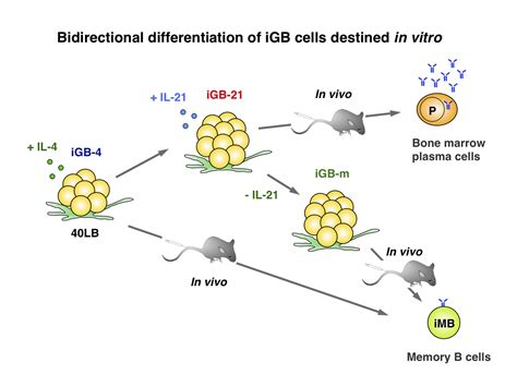 How memory B cell develop in germinal center?