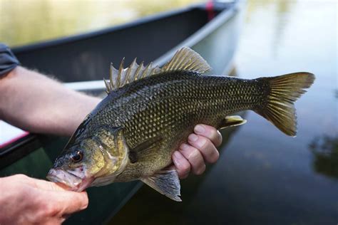 Bass and EP annual closure in NSW - Fishing World Australia