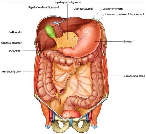 Greater and lesser omentum anatomy and omentum function