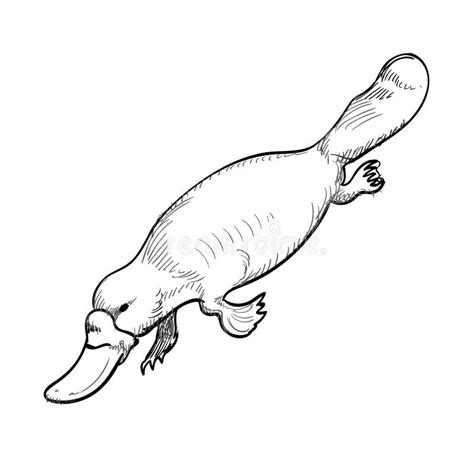 Australian Animal Platypus in Doodle Style. Vector Illustration. Stock ...