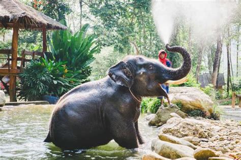 Elephant Sanctuary close to Khao Lak and Phuket - Phang Nga Elephant ...