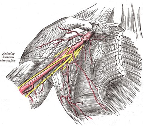 Scapulothoracic Dissociation - Trauma - Orthobullets