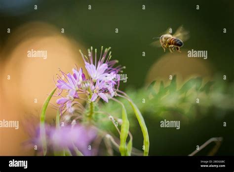 A single worker bee flies toward a purple flower to partake in his ...