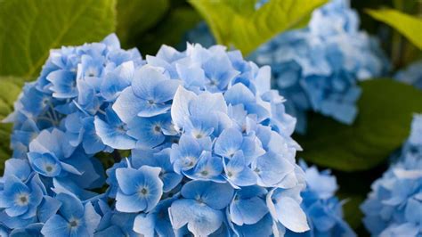 🔥 [40+] Blue Hydrangea Wallpapers | WallpaperSafari