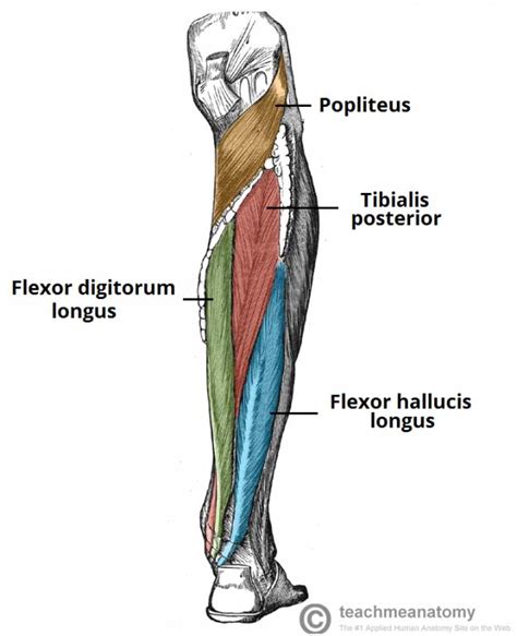 The Tibial Nerve - Course - Motor - Sensory - TeachMeAnatomy