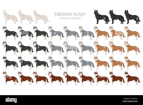 Siberian Husky clipart. All coat colors set. All dog breeds characteristics infographic. Vector ...