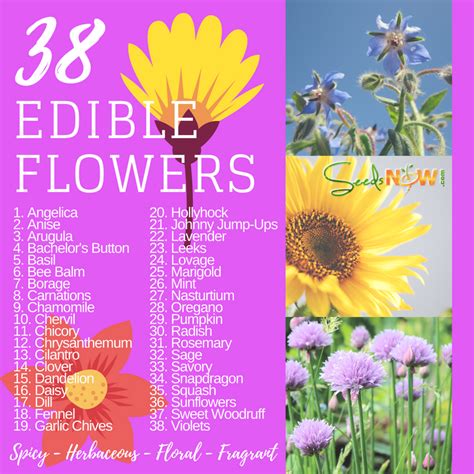 Flowers You Can Eat, 38 Edible Flowers - Urban Organic Gardener