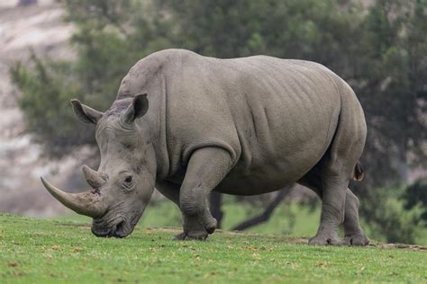 Southern White Rhinoceros | San Diego Zoo Institute for Conservation Research