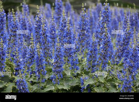 Blue coleus hi-res stock photography and images - Alamy