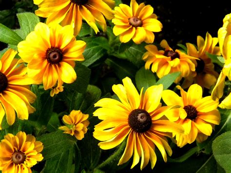 Black eyed Susans (Rudbeckia hirta) Public Domain Clip Art Photos and ...