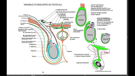 8 enveloppes du testicule - YouTube