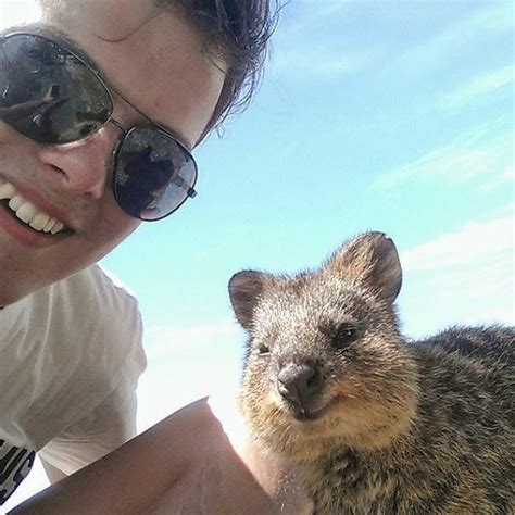 Real Cool Pics: Quokka Selfie Is Cutest Trend In Australia Right Now