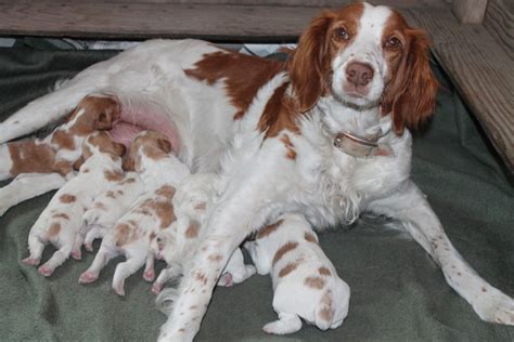 Brittany Breeder Ontario, Brittany Spaniel Litters Ontario, Ruffwood Brittany Spaniel Puppies