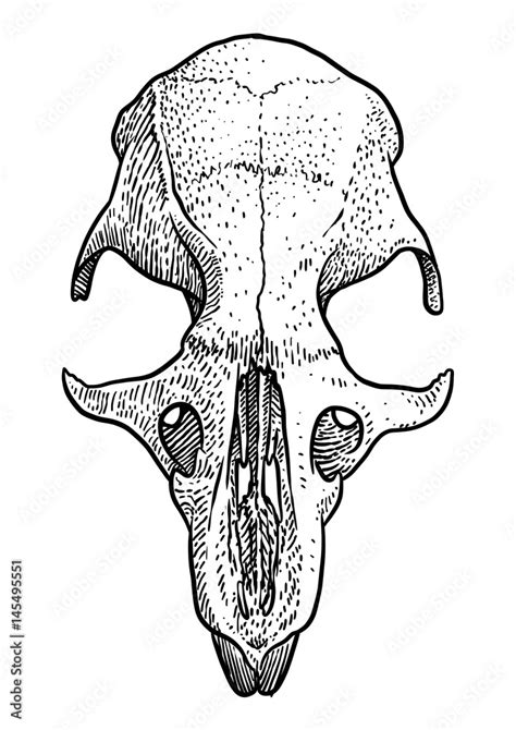 Rat skull illustration, drawing, engraving, ink, line art, vector Stock ...