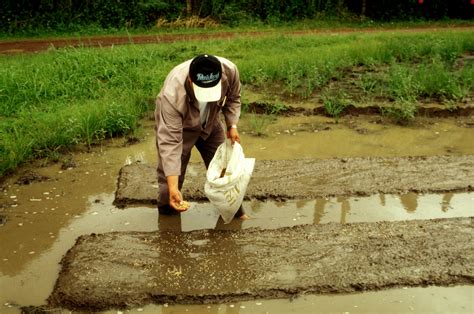 IRRI and BASF team up to promote direct-seeded rice in Asia | International Rice Research Institute