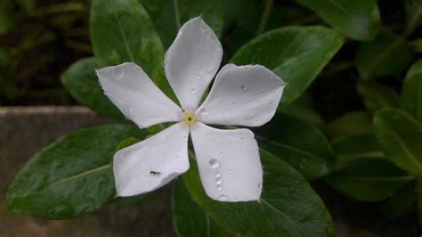 madagascar periwinkle flower on a plant 13769871 Stock Photo at Vecteezy