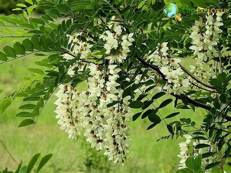 Acacia Flowers | Embers | Wattles | Pigface Flowers | BioExplorer.net