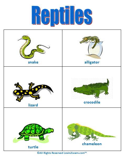 Mammals And Reptiles Chart - Pets Lovers