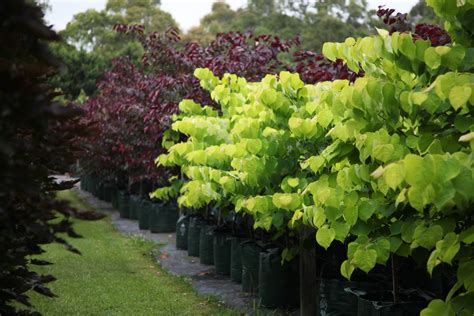 Cercis Chinensis Avondale - Trees you can grow in Melbourne