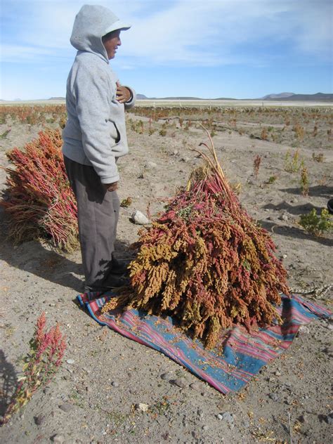 Quinoa harvest | Territorial Masquerades