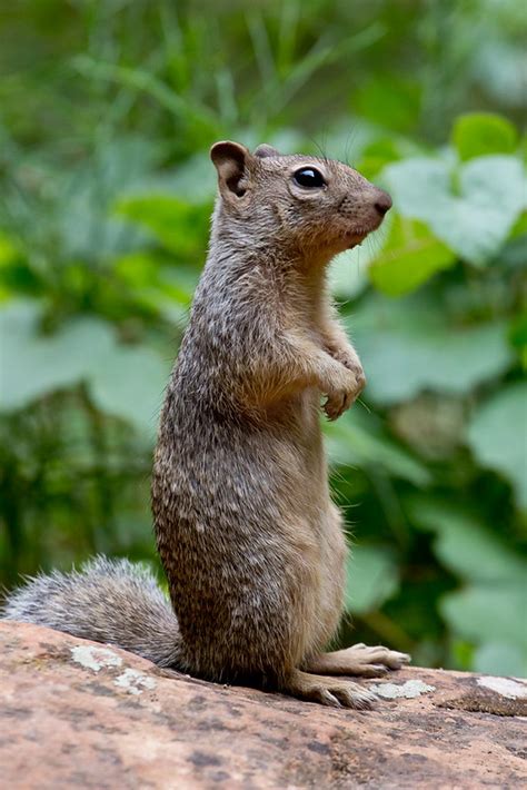 The wildlife of Zion and Bryce Canyon National Park - FM Forums