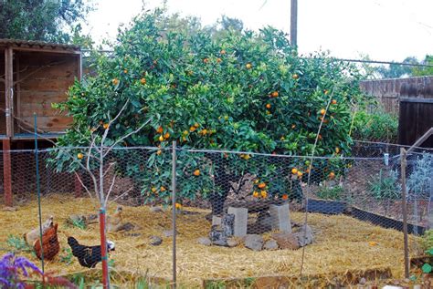 Everything is in Bloom 010_Satsuma Tangerine Tree in Bloom again – Mind Your Dirt