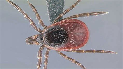 Ticks that can carry Lyme disease are spreading across US | Fox News