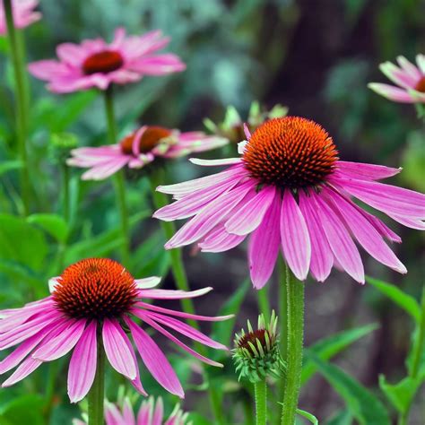 Echinacea seeds | The Seed Collection