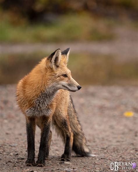 Colorado Rocky Mountain Wildlife Photography-Bryan Maltais