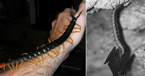 The Amazonian giant centipede is the largest of its kind at 30 cm. They will eat pretty much ...