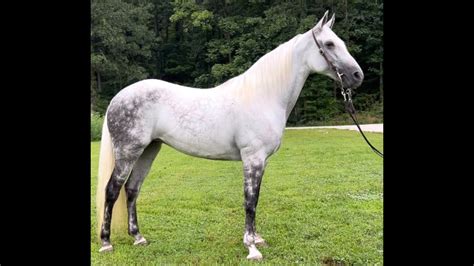 Grey Dappled Tennessee Walking Horse For Sale - YouTube