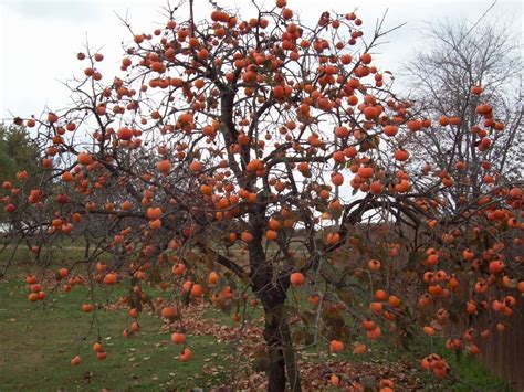 Persimmon | Tree seeds, Deciduous trees, Plants