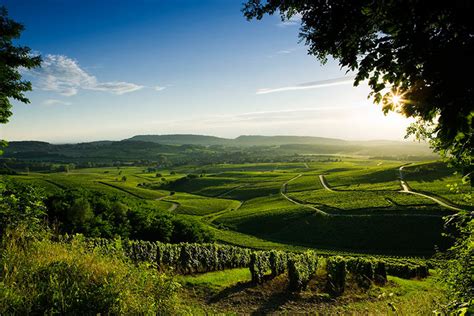 Bordeaux wine tours from Paris. Day trips from Paris.