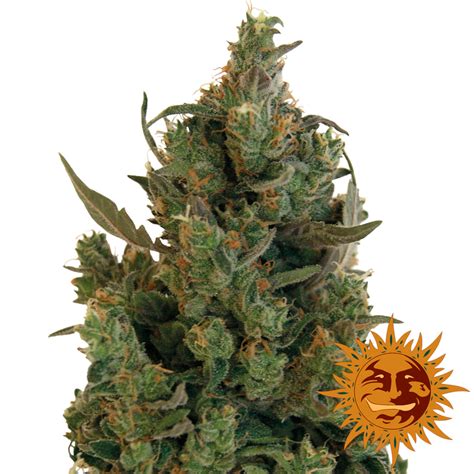 ! Blue Cheese Cannabis Seeds | Official Barneys Farm Website