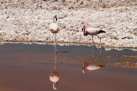 Flamingos Pink Atacama Desert - Free photo on Pixabay