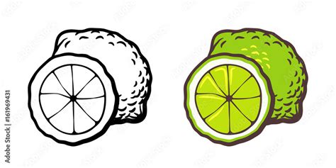 Hand drawn vector illustration of lime. Outline and colored version Stock Vector | Adobe Stock